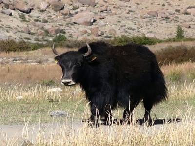 Yak népalais