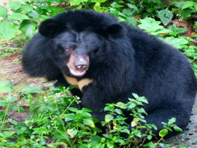 L'ours du Laos