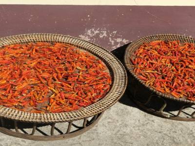 Piments au soleil