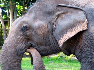 Panpan l'éléphant