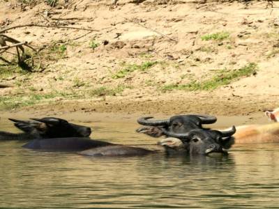 Bain des buffles