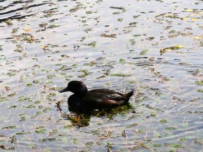 Canard plongeur