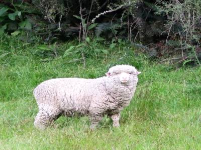 Bonbon le mouton