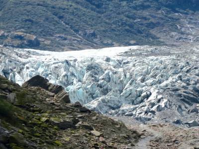 Glacier Fox