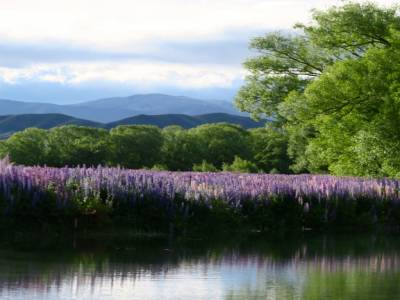 Nuit parmi les lupins