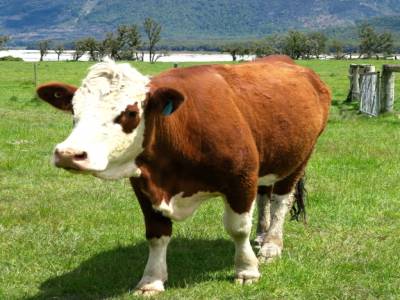 Déjeuner parmi les vaches