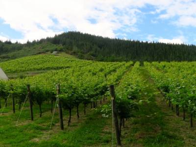 Vignoble au sud de Picton
