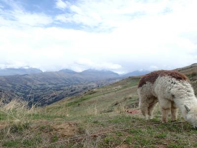 Treck Wilcacocha