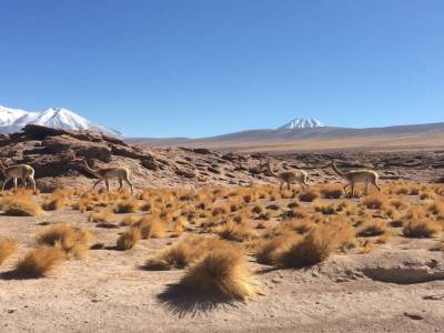 Lago Miniques y Miscanti