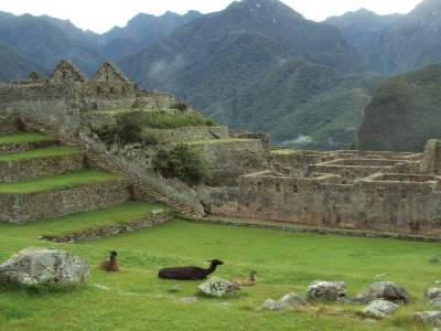 Machu Picchu et llama