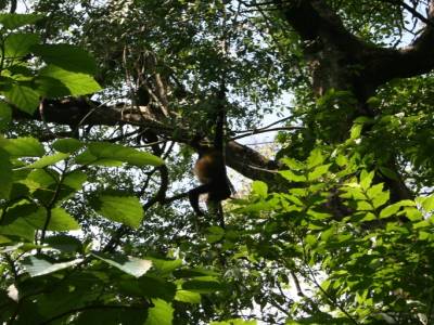 Un singe hurleur (ouwhouh ouwhouwh !)
