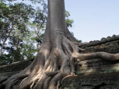 La nature reprend ses droits.