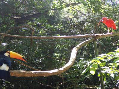 Parc des oiseaux 