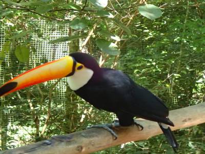 Parc des oiseaux 