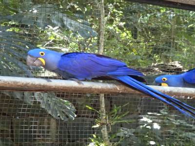 Parc des oiseaux 