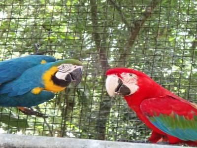 Parc des oiseaux 