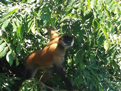 MONKEY!!!!!!!!