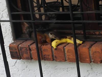 voleur de banane.