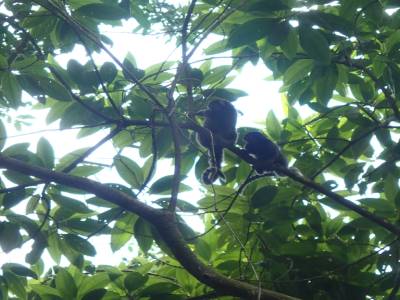 Les animaux de la jungle
