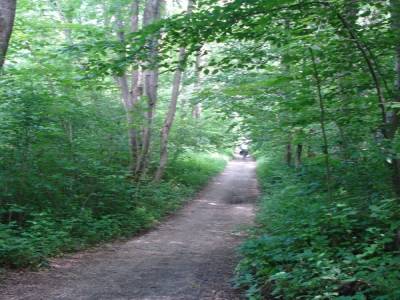 Chemin en forêt au bord du Danube