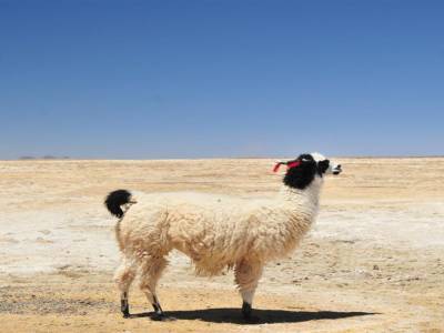 Uyuni le Salar