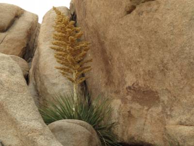 parc national joshua tree, californie
