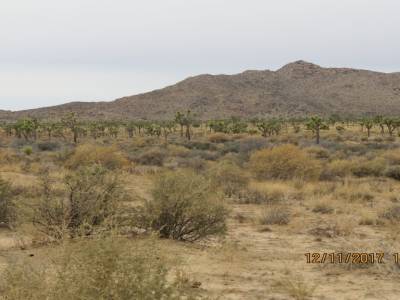 parc national joshua tree, californie