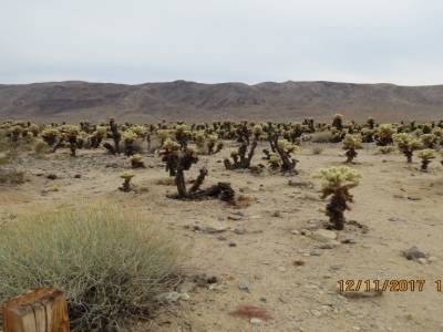 parc national joshua tree, californie