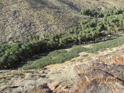 indian canyons, palms springs,californie,usa