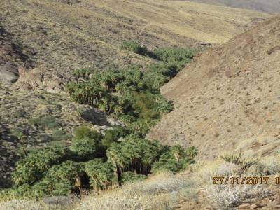 indian canyons, palms springs,californie,usa