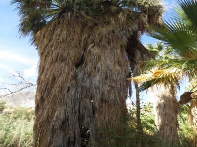 indian canyons, palms springs,californie,usa