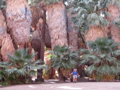 indian canyons, palms springs,californie,usa