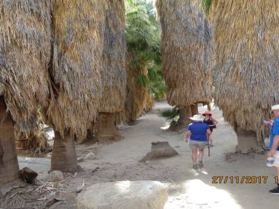 indian canyons, palms springs,californie,usa