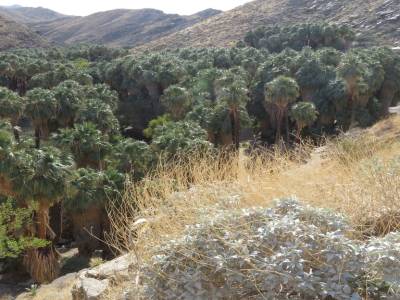 indian canyons, palms springs,californie,usa