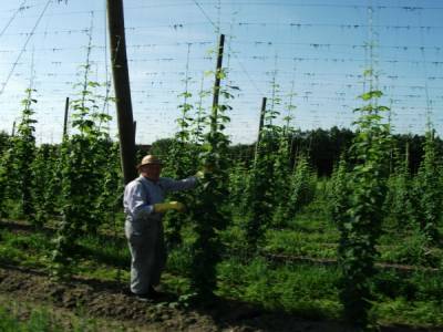 CULTURE DU HOUBLON