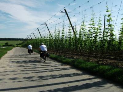 CHAMP DE HOUBLON