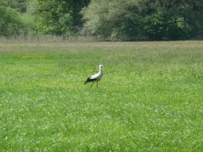 Cigogne