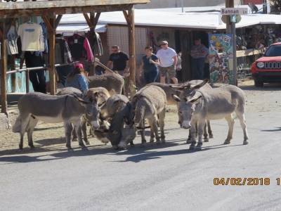 oatman,arizona,fébvrier 2018