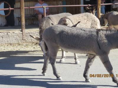 oatman,arizona,fébvrier 2018