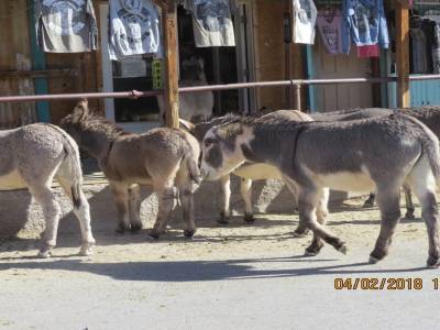 oatman,arizona,fébvrier 2018