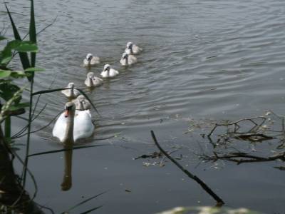 Les sirènes du DANUBE  ou la Promenade des cygnes