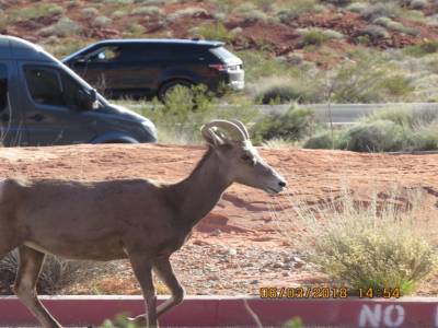 valley of fire , las vegas, nevada,