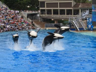 Sea World
