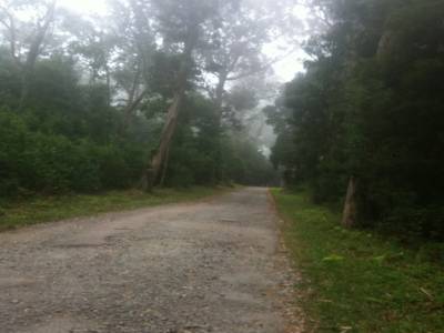 La forêt de Boa Viagem