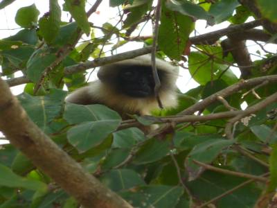 Premier portrait de singe reussi !