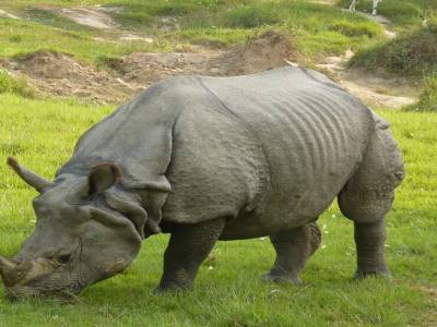 tout pres du rhino