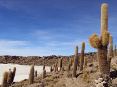 Une île sur le salar