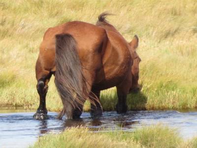 ile assateague,virginie,usa, octobre 2019