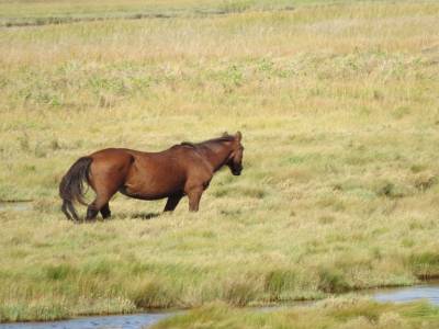 ile assateague,virginie,usa, octobre 2019