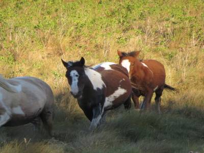 ile assateague,virginie,usa, octobre 2019